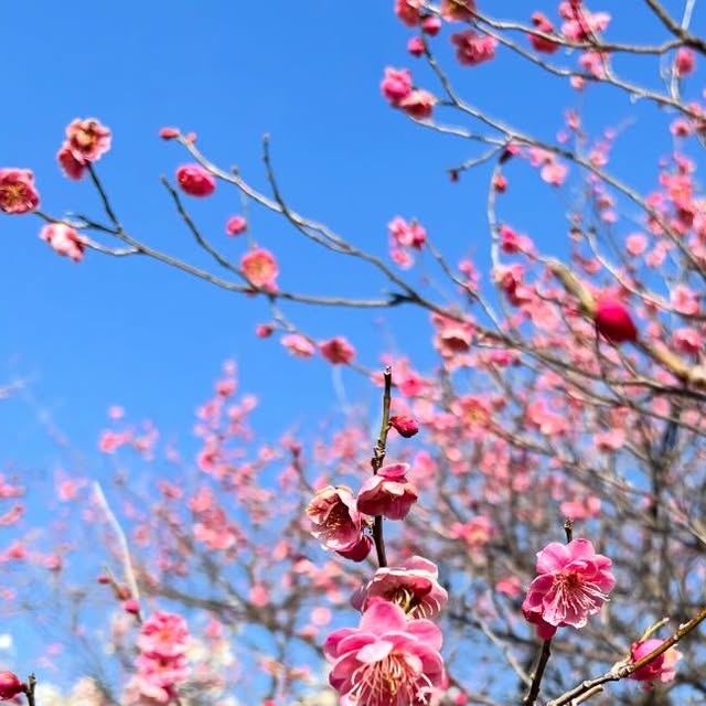大高緑地公園の梅まつりでの出店風景
