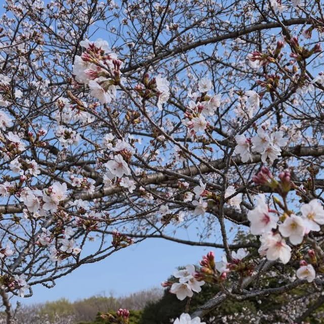 大高緑地公園の桜まつりでの出店風景